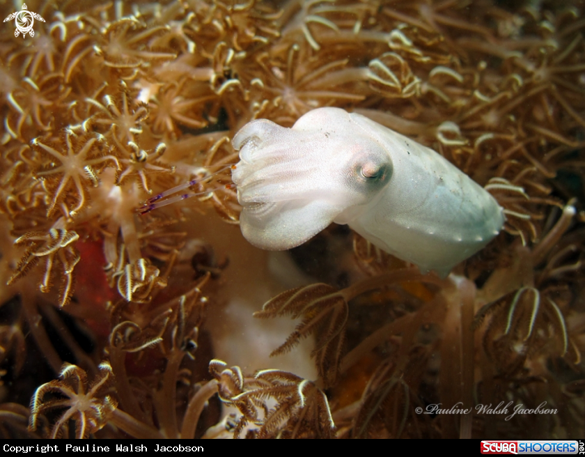 A Pygmy cuttlefish