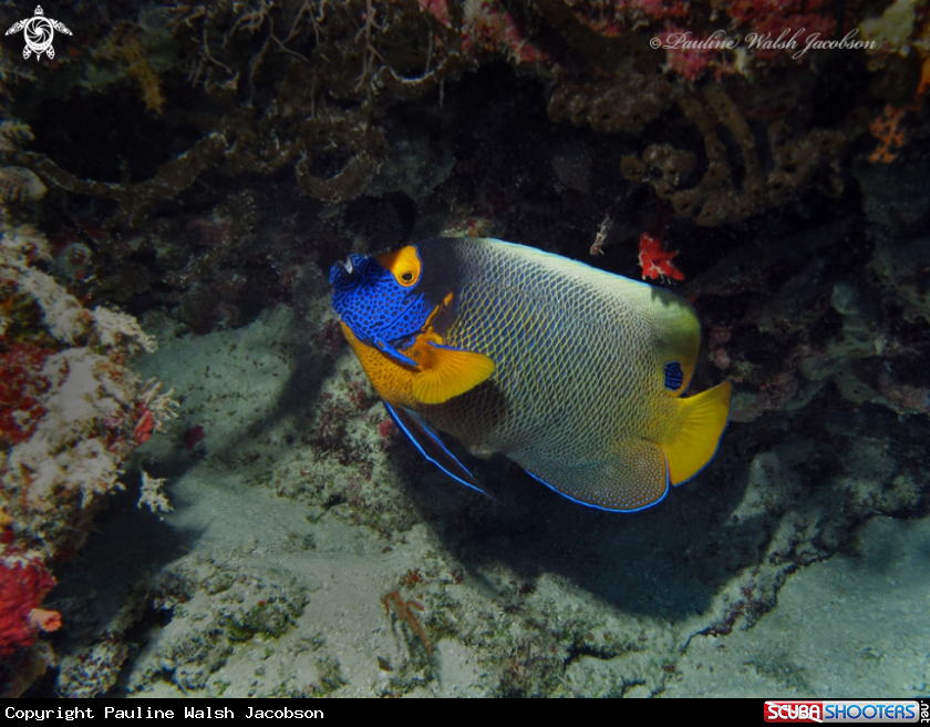 A Yellow-Mask Angelfish