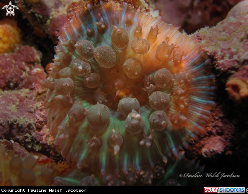 A Warty Corallimorph