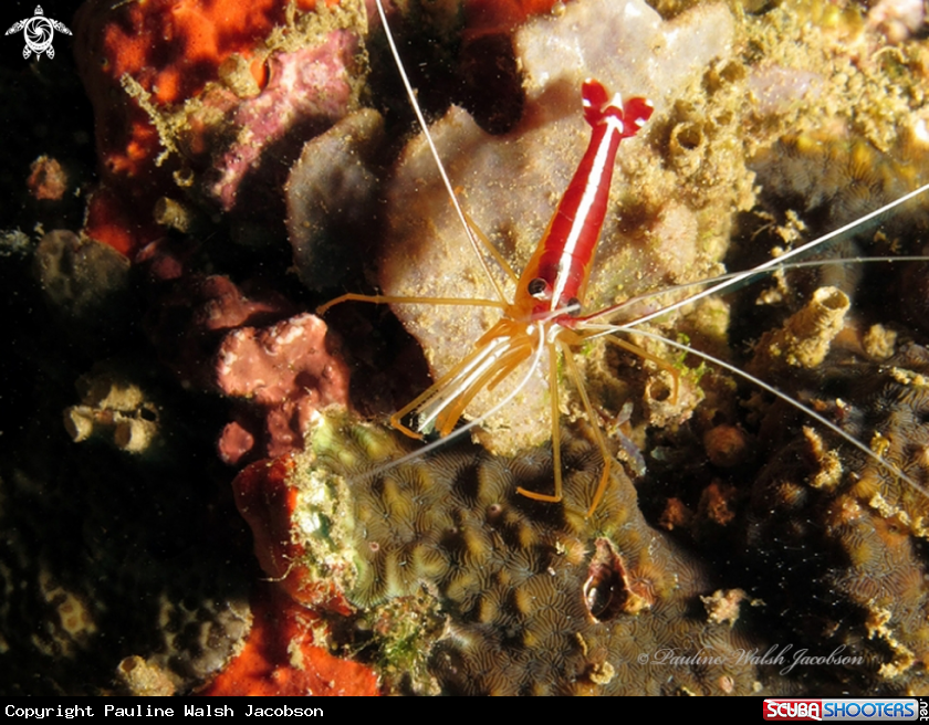 A White Banded Cleaner Shrimp