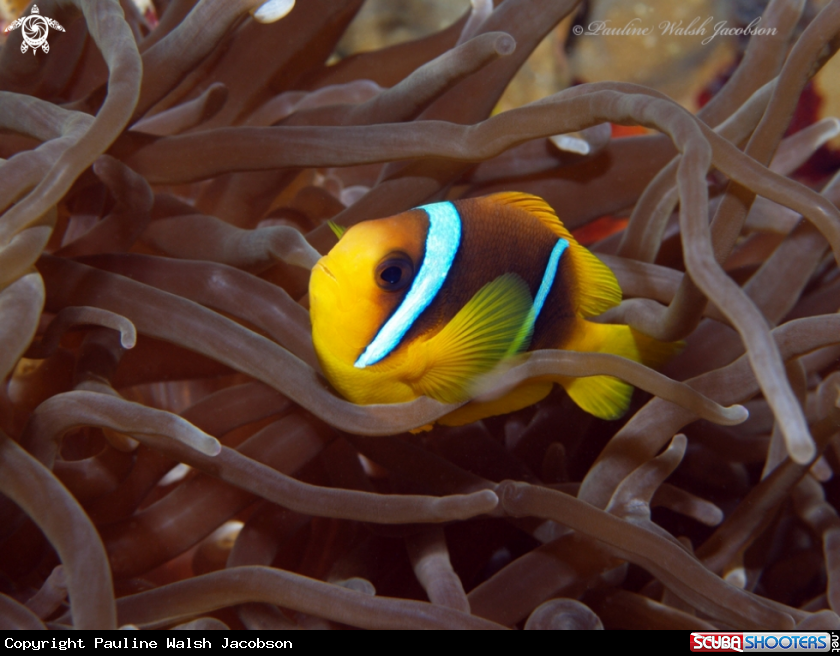 A Red Sea Clownfish