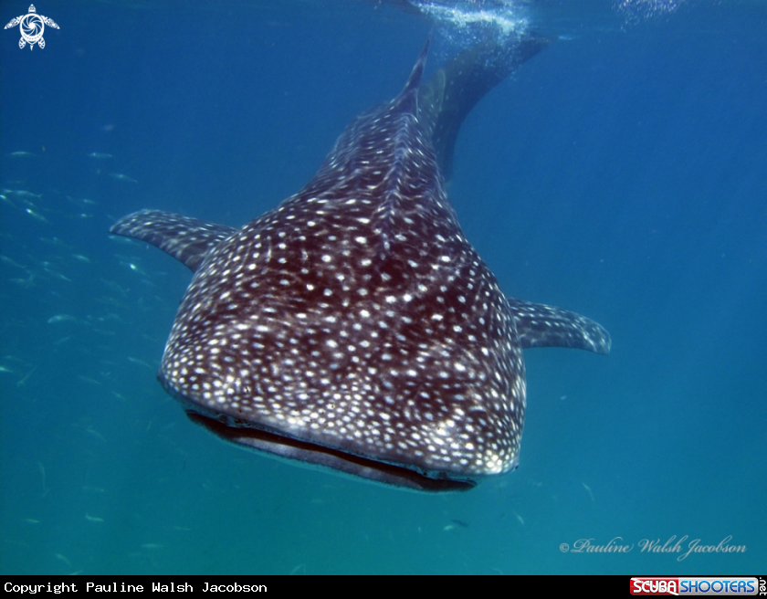 A Whale Shark