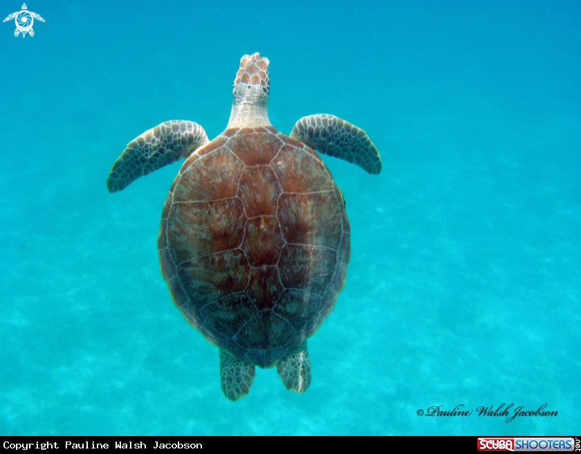 A Green Sea Turtle