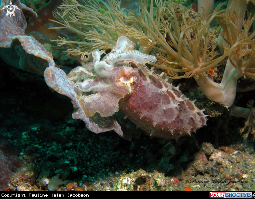 A Broadclub Cuttlefish