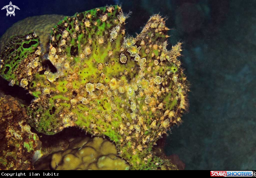 A frogfish