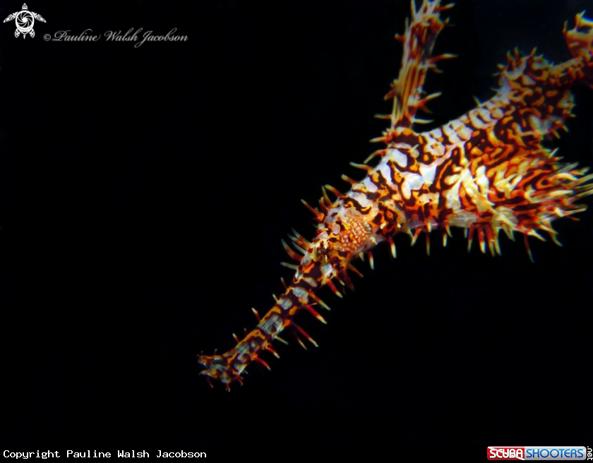 A Ornate Ghost Pipefish