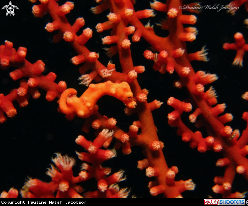 A Denise's Pygmy Seahorse