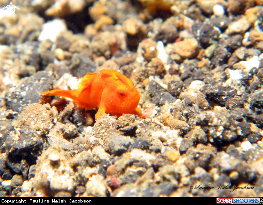 A Juvenile Painted Frogfish