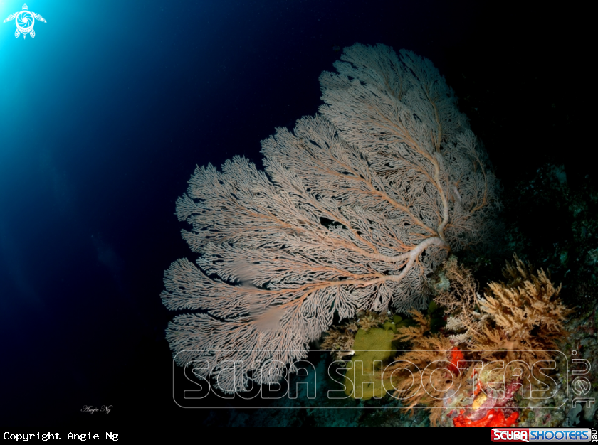 A Sea Fans