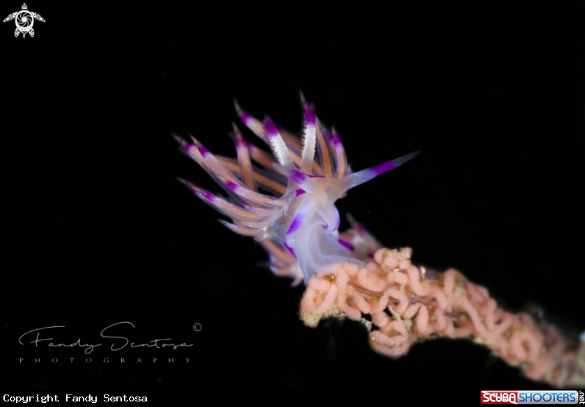 A Flabelina Nudibranch