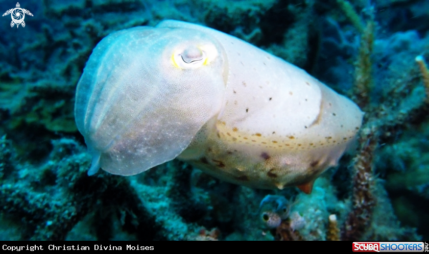 A Cuttlefish