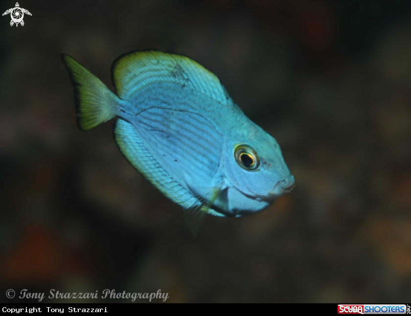 A Surgeonfish