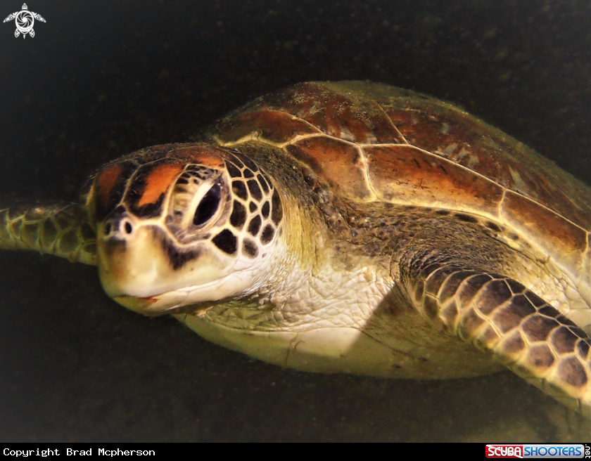 A Green Sea Turtle