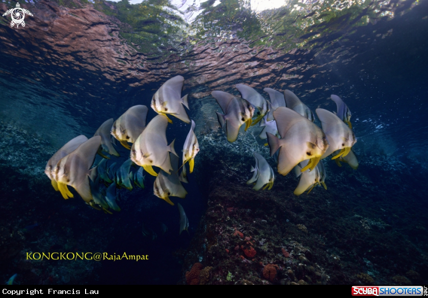 A Batfish