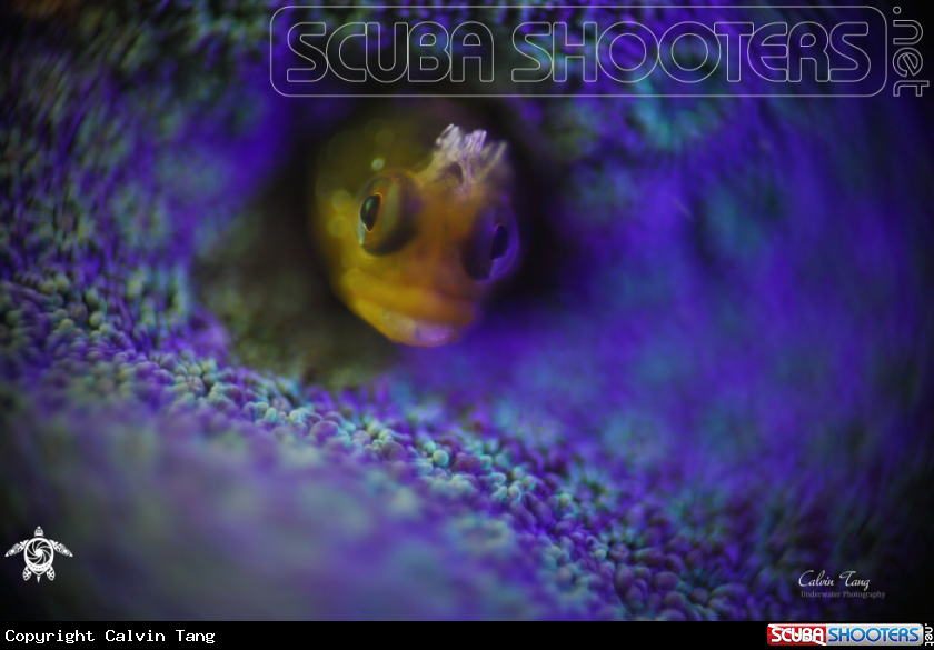A Blenny