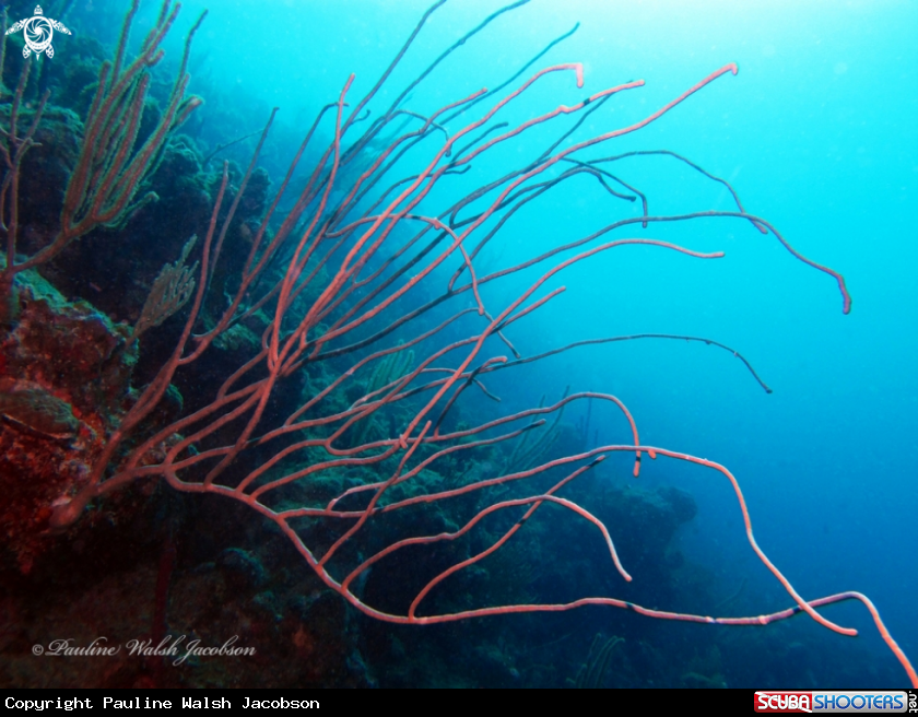 A Sea Whips