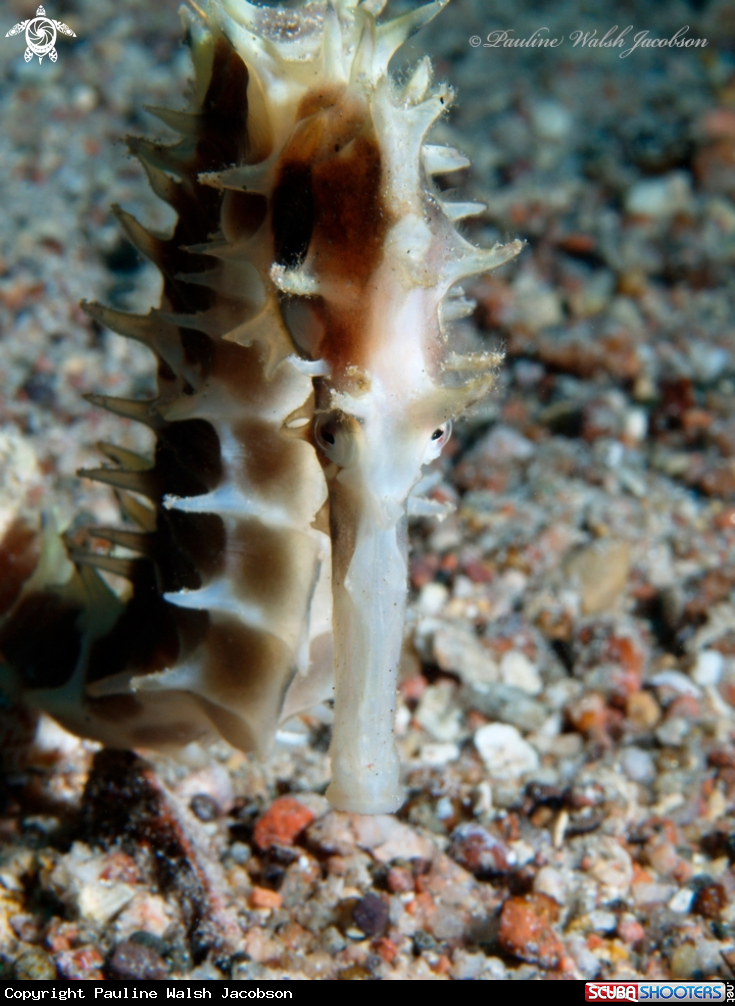 A Spiny Seahorse