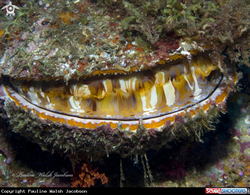 A Thorny Oyster