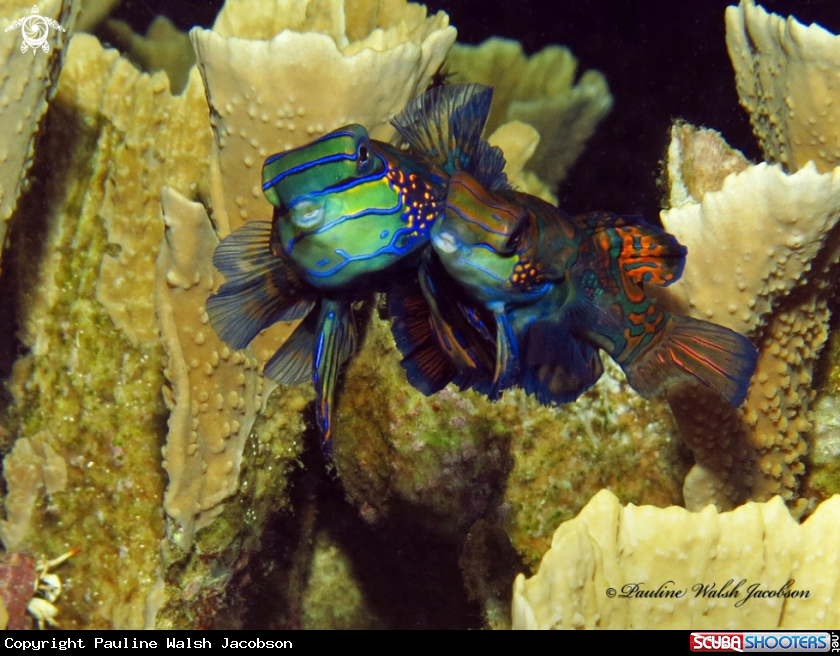 A Mating Mandarinfish