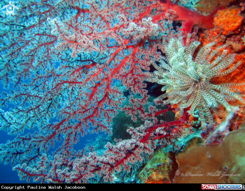 A Soft Corals and Feather Stars