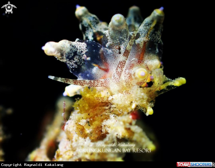 A Eubranchus