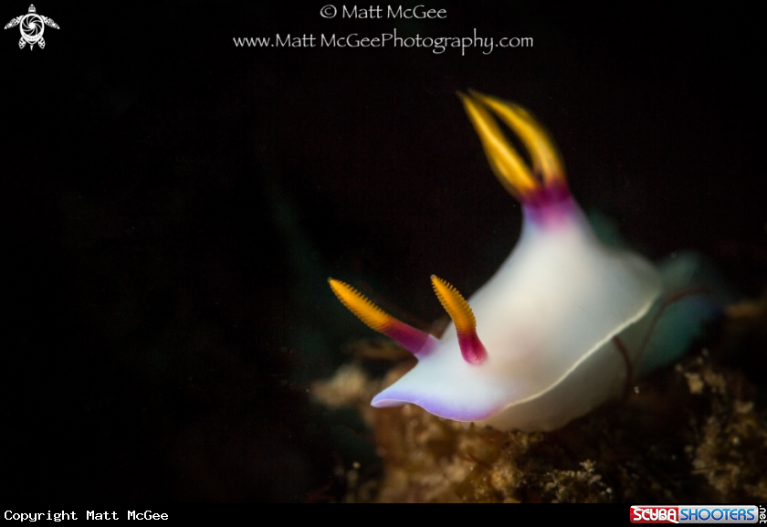 A Nudibranch (don't know species)