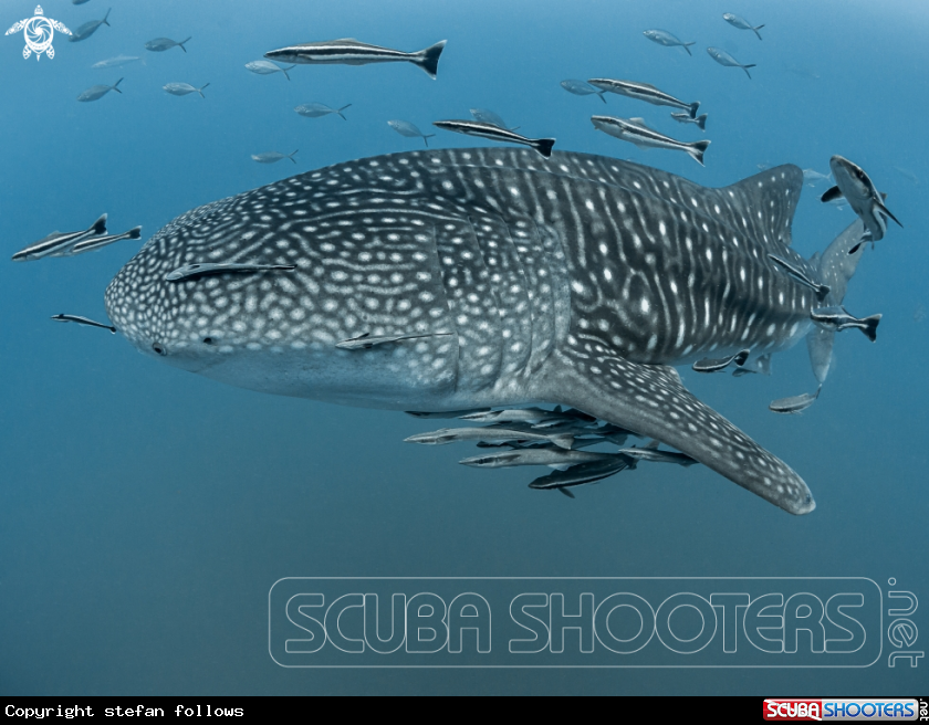 A Whale Shark