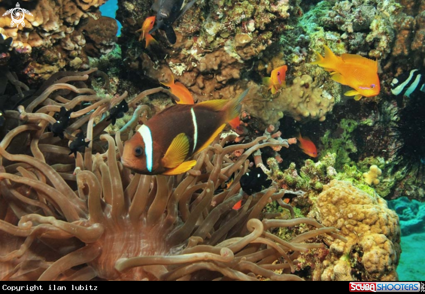 A anemone fish