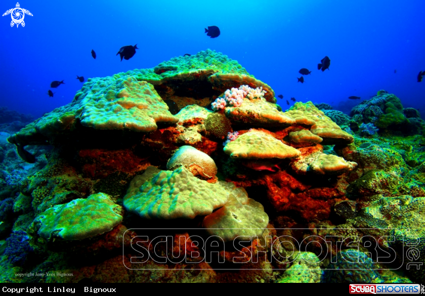 A Coral reef formation ,Balaclava Turtle Bay,Mauritius