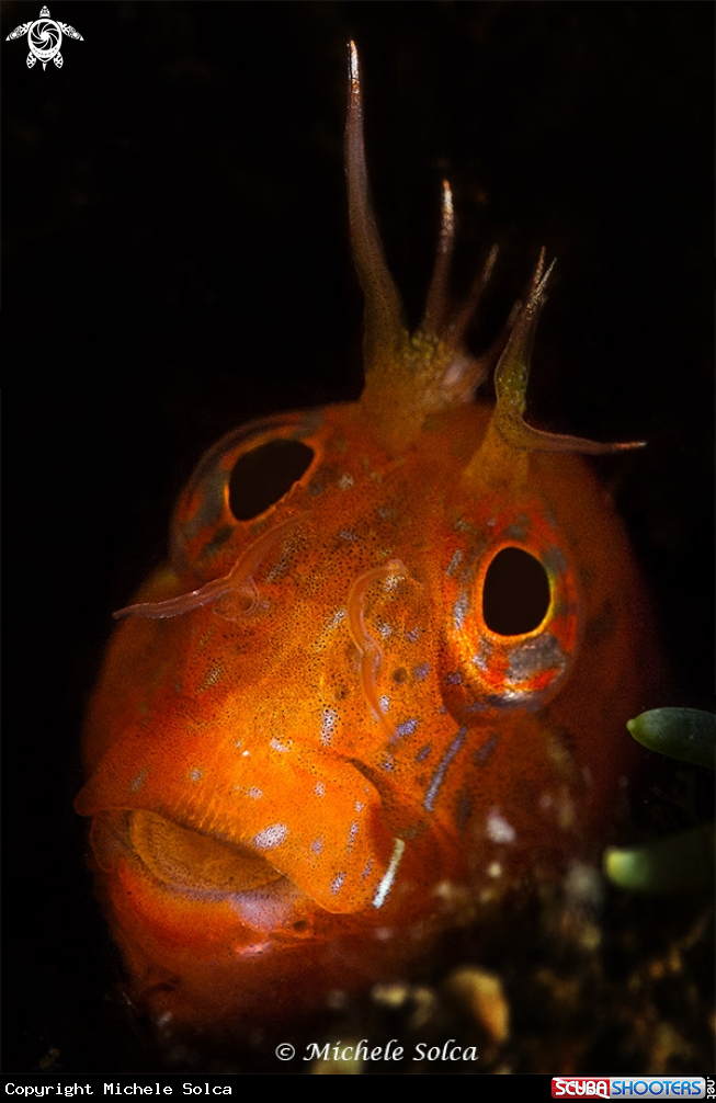A Bavosa cervina