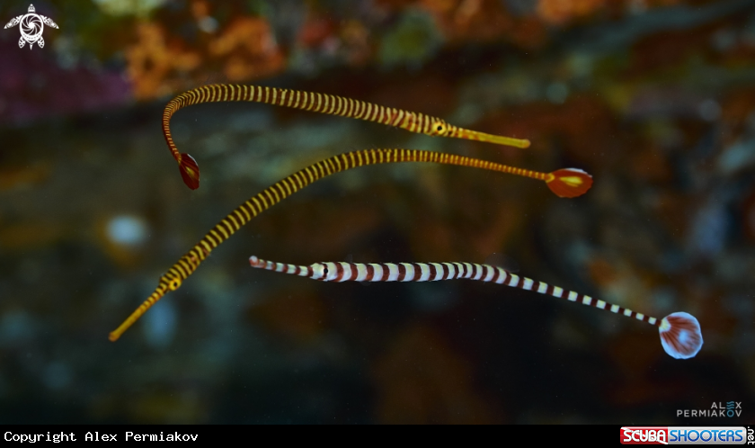 A Banded pipefish