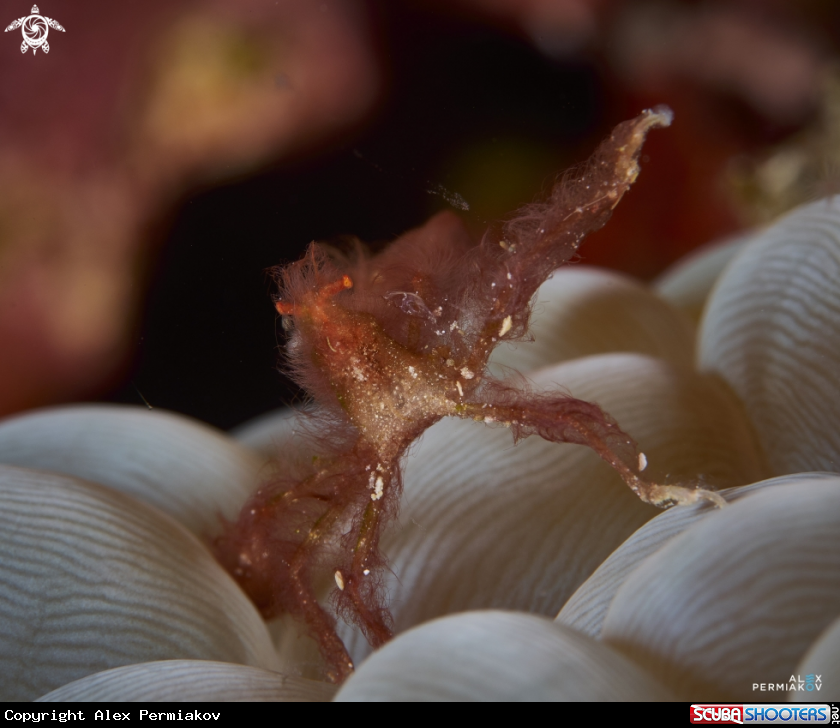 A Crab