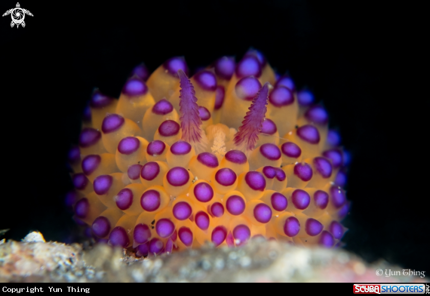 A Nudibranch