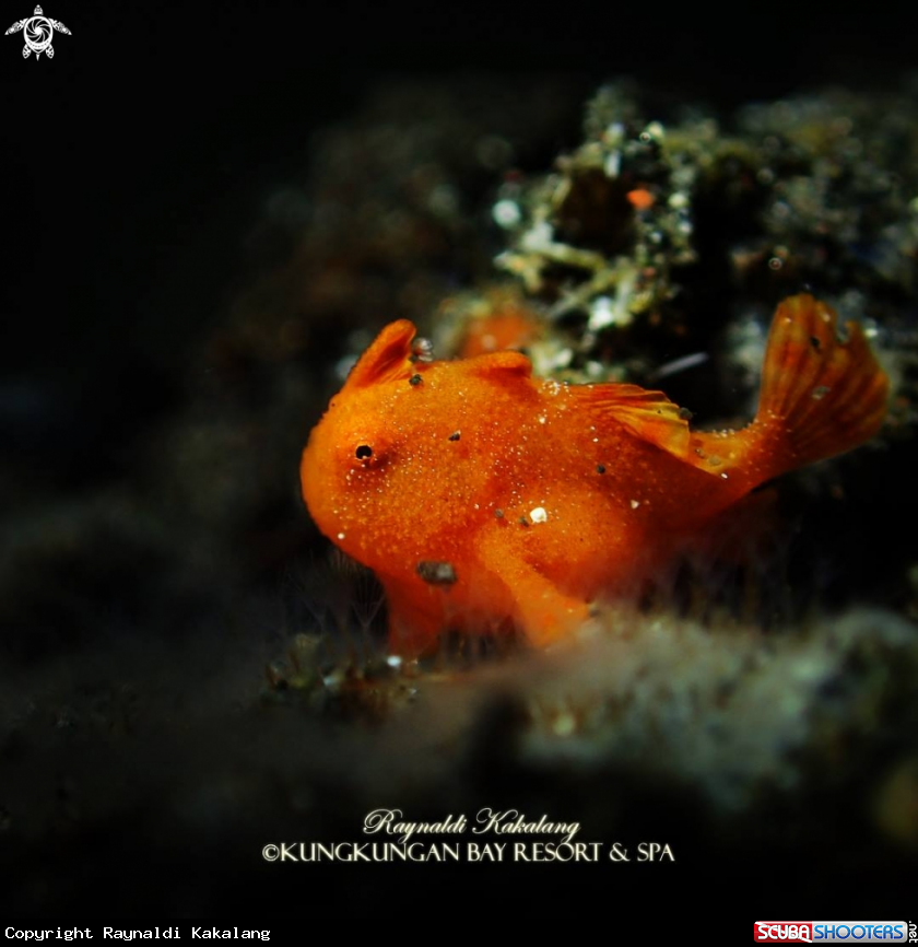 A Painted Frogfish