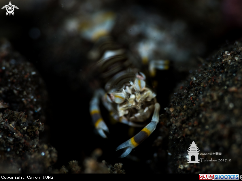 A Bumble Bee Shrimp