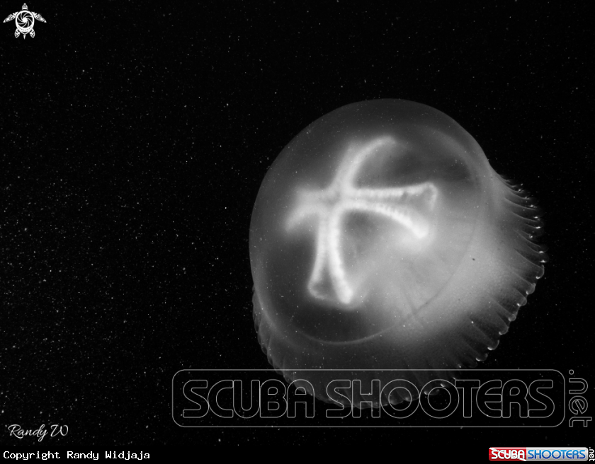 A Jellyfish