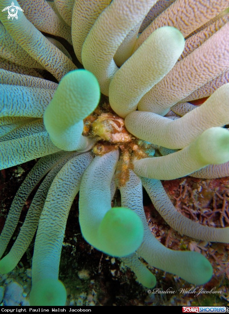 A Banded Clinging Crab