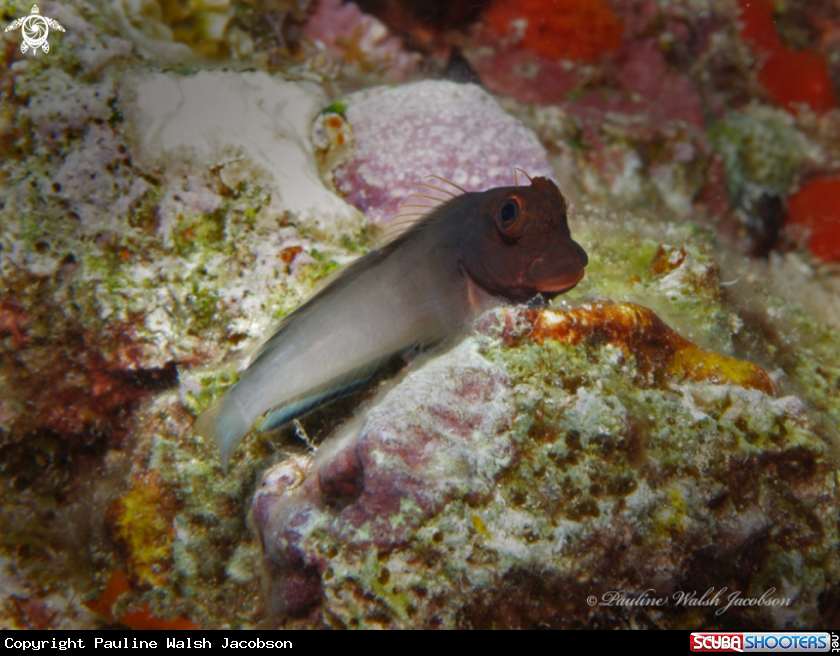 A Redlip Blenny