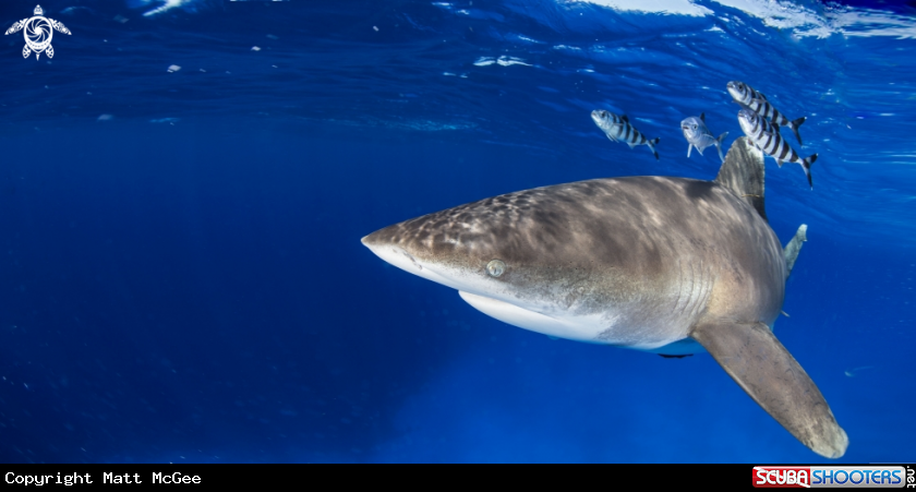 A Oceanic White Tip shark