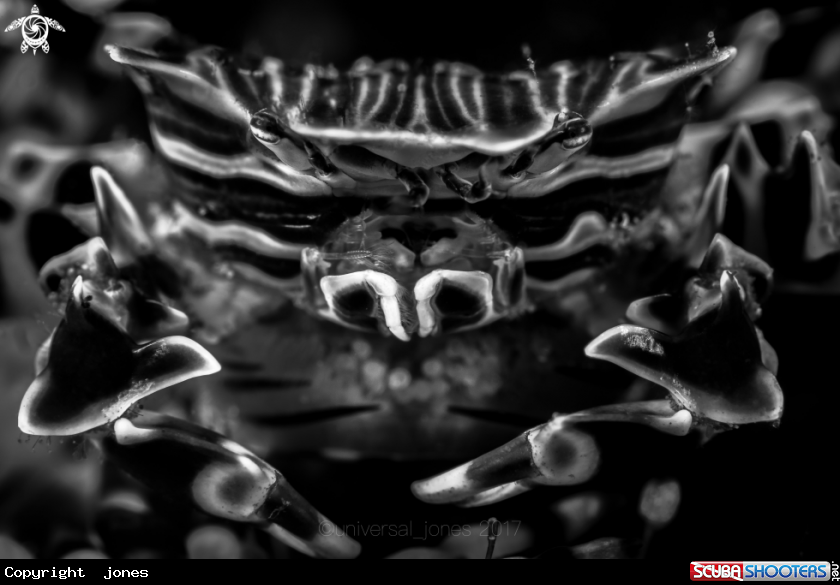 A Zebra Crab