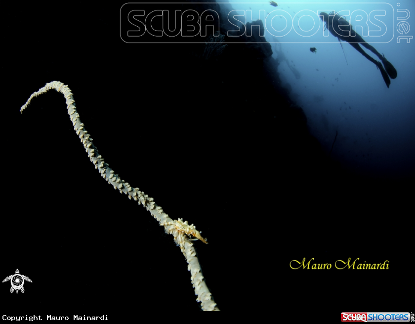 A shrimp and diver