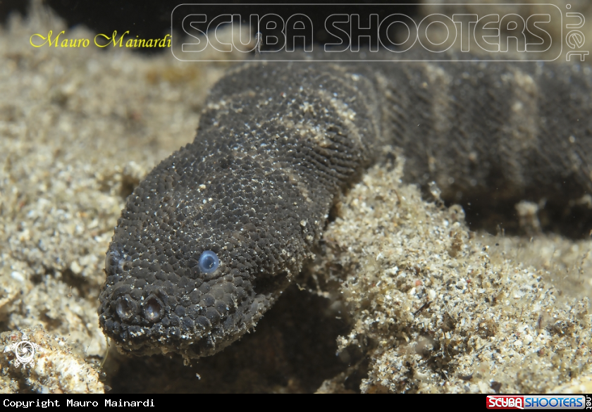 A Banded filed snake