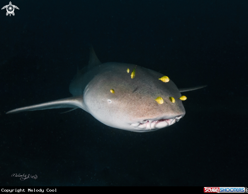 A Nurse Shark
