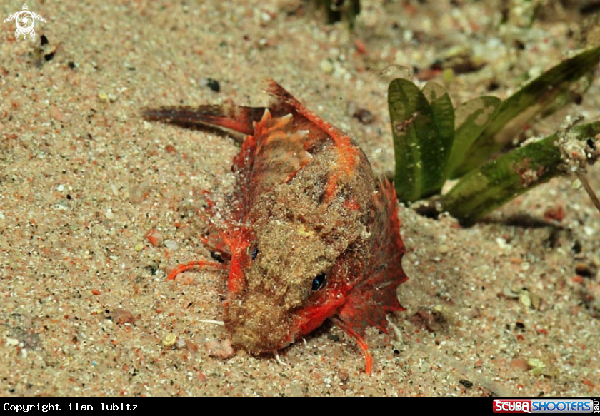 A reef fish