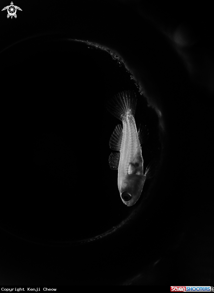 A Lemon Goby