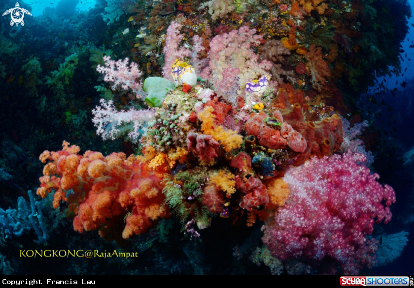 A Soft coral
