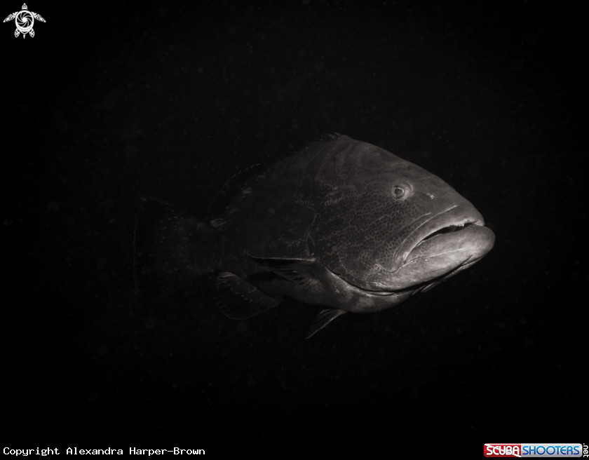 A Tiger Grouper
