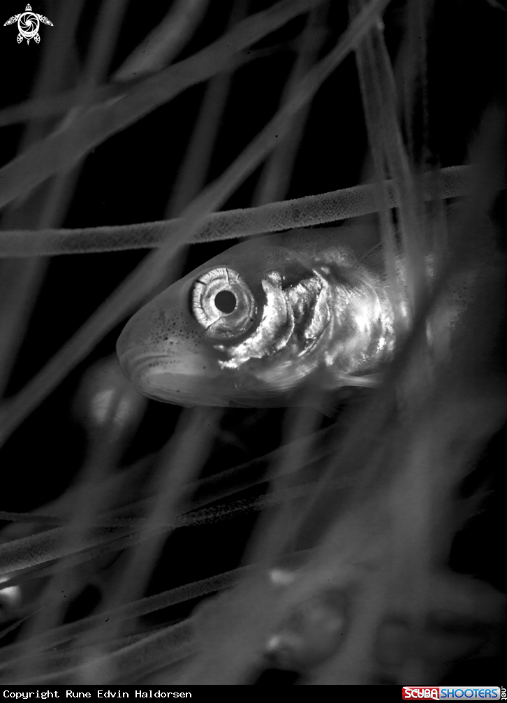A Whitting