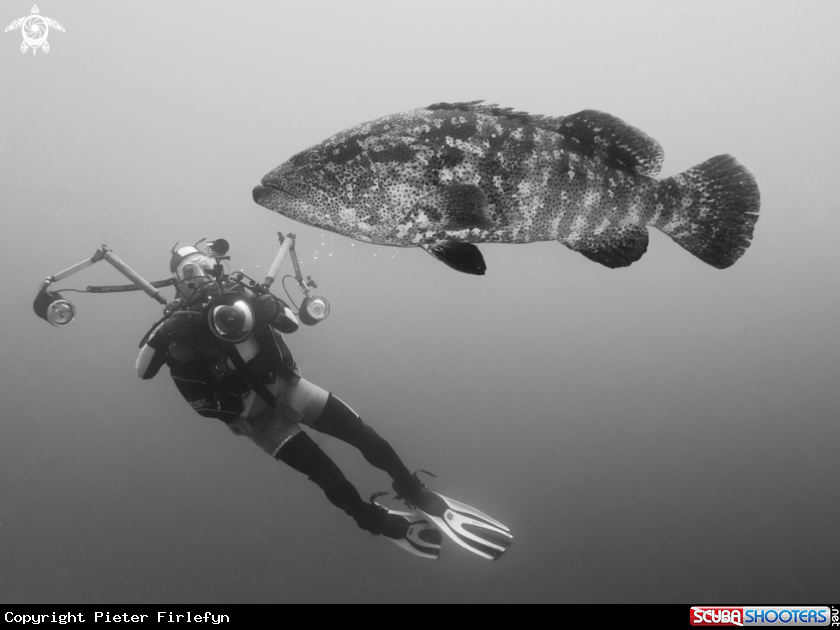 A grouper
