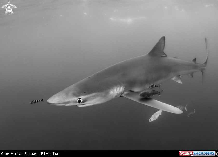 A blue shark